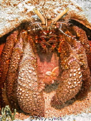 hermit crab by Toby Lynch 